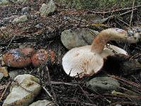 Tricholoma pessundatum image