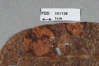 Caeoma indicum image