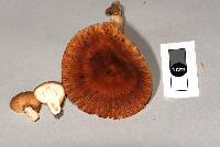 Russula vinaceocuticulata image