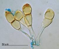 Puccinia cnici-oleracei image