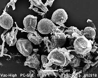 Puccinia coronata image