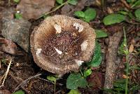 Russula vinaceocuticulata image