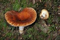 Russula vinaceocuticulata image