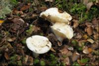 Russula griseostipitata image