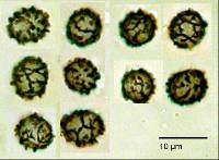 Lactarius umerensis image