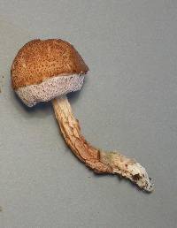 Austroboletus lacunosus image