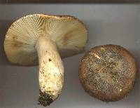 Russula rimulosa image