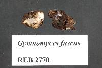 Gymnomyces fuscus image