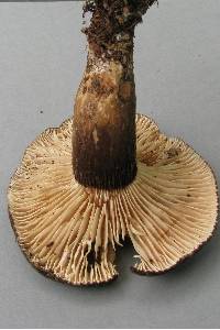 Lactarius sepiaceus image