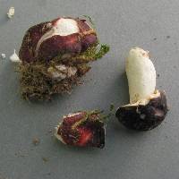 Russula laccata image