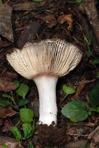 Russula vinaceocuticulata image