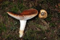 Russula vinaceocuticulata image