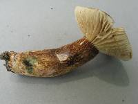 Lactarius sepiaceus image