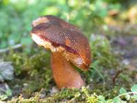 Porphyrellus brunneus image