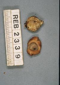 Geastrum velutinum image