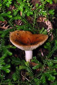 Russula vinaceocuticulata image