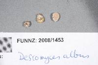 Descomyces albus image