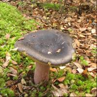 Russula tawai image