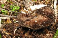 Lactarius sepiaceus image