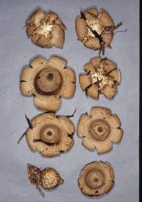 Geastrum lageniforme image