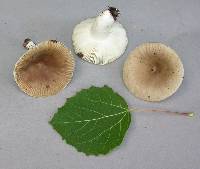 Russula amoenolens image