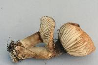 Lactarius sepiaceus image