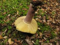 Russula tawai image