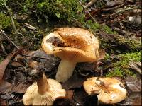 Russula pseudoareolata image