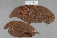 Caeoma indicum image