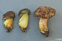 Boletus leptospermi image