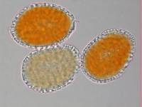 Aecidium celmisiae-discoloris image