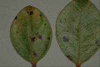 Pseudocercospora metrosideri image