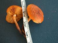 Gymnopilus dilepis image