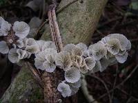 Image of Campanella candida