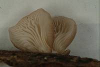 Pleurotus djamor image