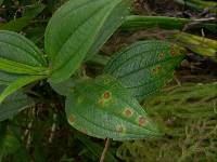 Pseudocercospora melastomobia image
