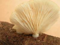 Pleurotus djamor image