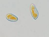 Melampsora hypericorum image