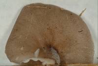 Pleurotus djamor image