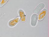 Melampsoridium betulinum image