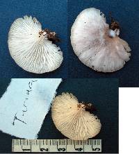 Pleurotus djamor image