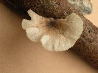 Pleurotus djamor image