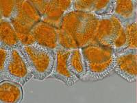 Aecidium myopori image