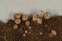 Cyathus triplex image