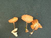 Marasmius palmivorus image