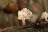 Xylaria cubensis image