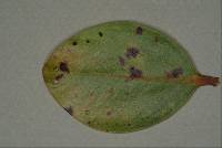 Pseudocercospora metrosideri image