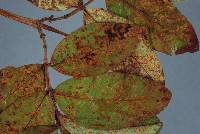 Melampsora hypericorum image