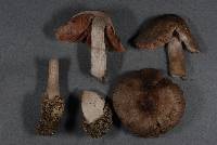 Volvariella dunensis image