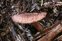 Tricholomopsis scabra image